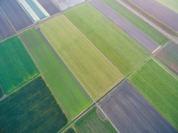 Vue aérienne des champs agricoles verts géométriques aux Pays-Bas — Photo