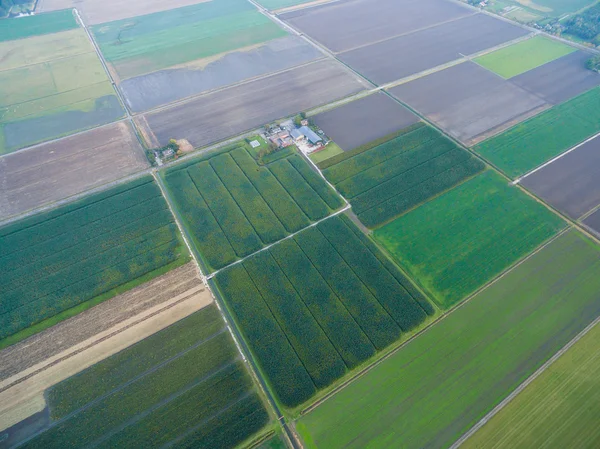 Vista aérea de campos agrícolas geométricos verdes nos Países Baixos — Fotografia de Stock