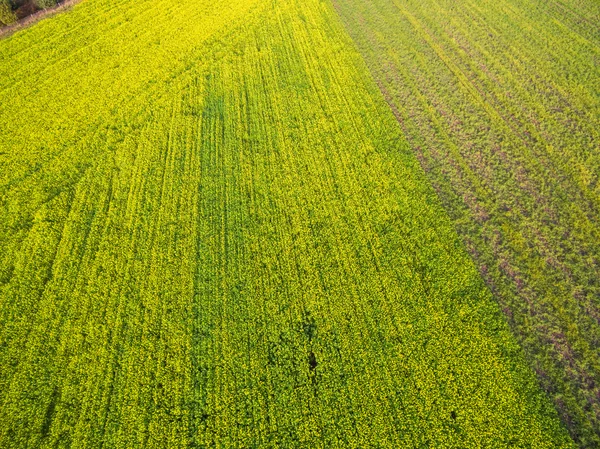 Vista aérea de campos agrícolas geométricos verdes nos Países Baixos — Fotografia de Stock