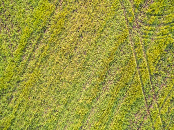 Vista aérea de campos agrícolas geométricos verdes nos Países Baixos — Fotografia de Stock