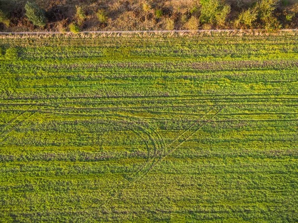 Widok na zielony geometryczne pola uprawne w Holandii — Zdjęcie stockowe