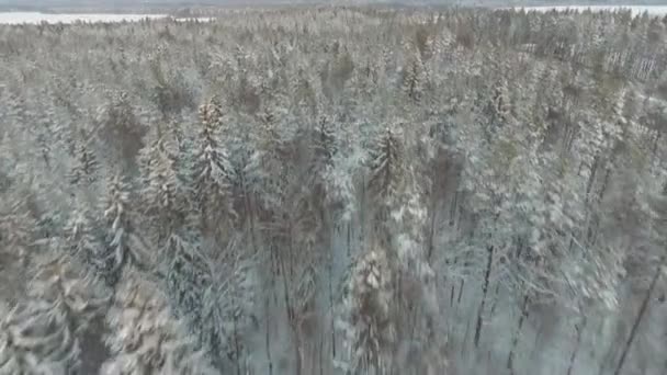 Létání nad zimní zasněžené borovice lesní — Stock video