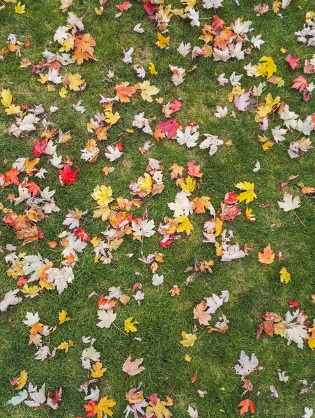 Outono folhas amarelas e vermelhas em uma grama verde — Fotografia de Stock