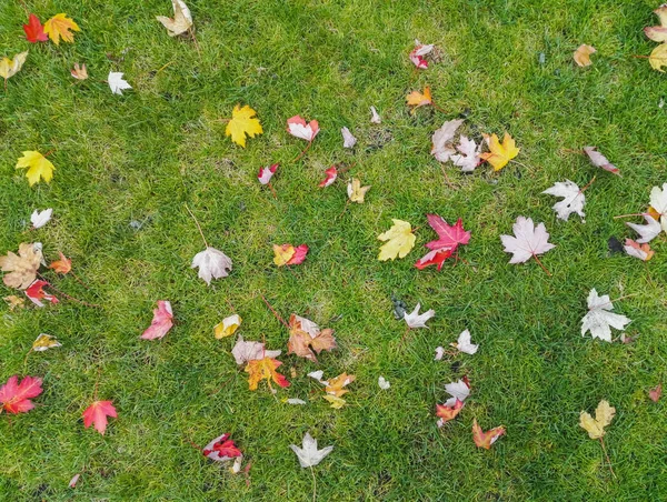 Autumn yellow and red leaves on a green grass — Stock Photo, Image