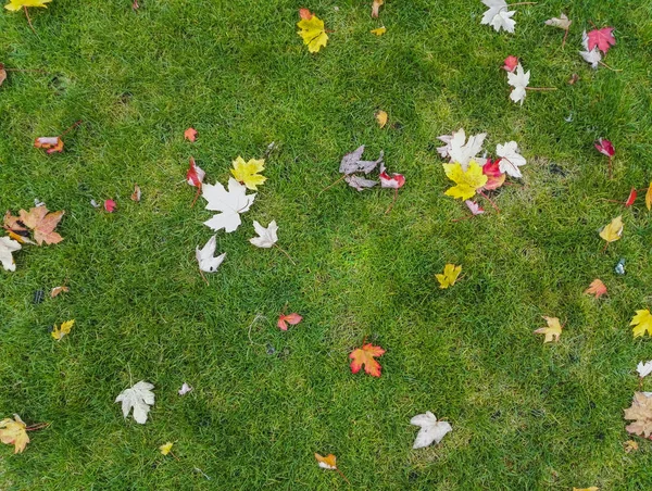 Outono folhas amarelas e vermelhas em uma grama verde — Fotografia de Stock