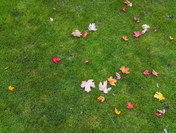 Herbstgelbe und rote Blätter auf grünem Gras — Stockfoto