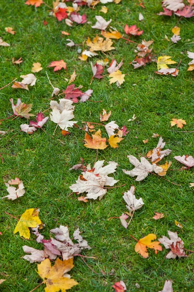 Herbstgelbe und rote Blätter auf grünem Gras — Stockfoto