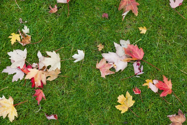 Otoño hojas amarillas y rojas sobre una hierba verde — Foto de Stock