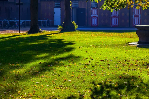 Trawnik z zieloną trawą i światło słoneczne — Zdjęcie stockowe