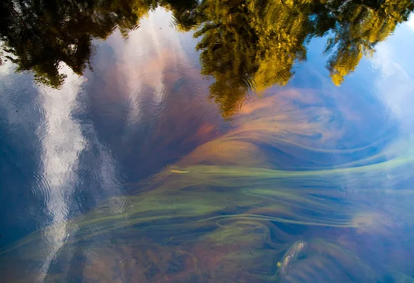 Reflexión en un lago del bosque — Foto de Stock