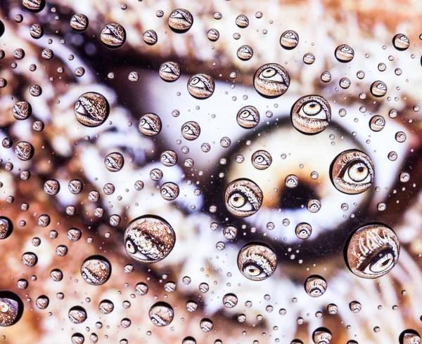 Olho close-up através de gotas de água em vidro — Fotografia de Stock