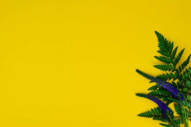 Sarı arka planda yeşil Asplenium yaprağı ve Veronica çiçekleri. Biyolojik ve organik kavram. 