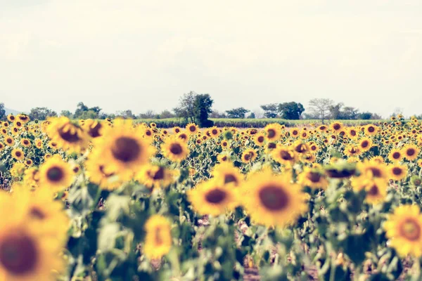 Summer sunflower field. Field of sunflowers with blue sky. A sun