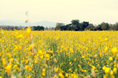 Kolza tohumu alan, Blooming kanola çiçek kapatın. Tecavüz Fi