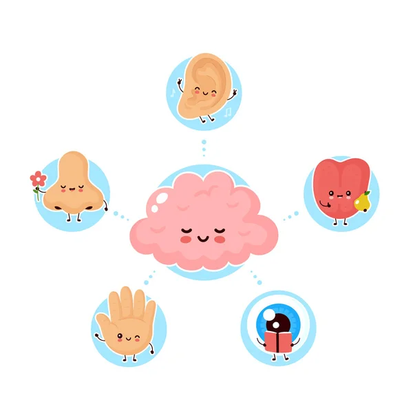 Cute szczęśliwy pięć ludzkich zmysłów otaczających mózg — Wektor stockowy