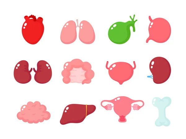 Cute human healthy organs set — 스톡 벡터