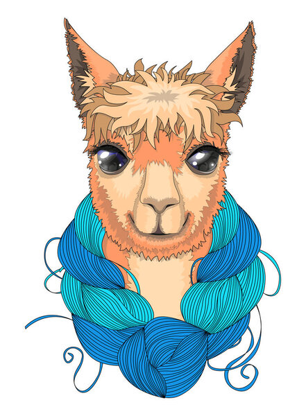 Llama animal portrait. 