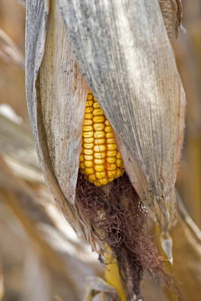 Kukorica a Cob területén. Az őszi betakarítás előtt kukorica fül. Mezőgazdasági koncepció. — Stock Fotó