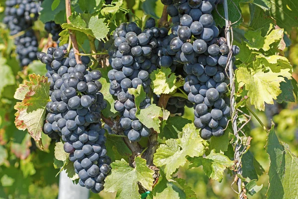 Uvas penduradas de uma videira. Uvas orgânicas no Outono. Vinhedos em um dia ensolarado na colheita de outono . — Fotografia de Stock