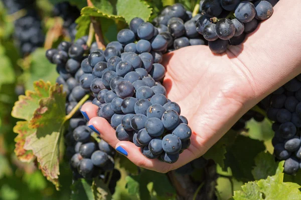 Hand Holding Fresh Red Bunch of Grapes in the Vineyard. Vinhedos na colheita de outono . — Fotografia de Stock