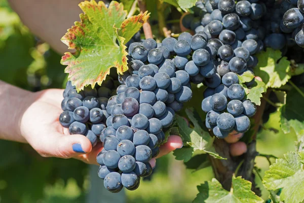 Hand Holding Fresh Red Bunch of Grapes in the Vineyard. Vinhedos na colheita de outono . — Fotografia de Stock