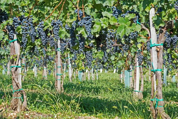 Органический виноград осенью. Спелые виноград висят с виноградной лозы. Виноградники на закате осенней жатвы . — стоковое фото