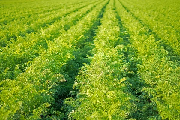 Marchew pola wiersze. Rolnictwo ekologiczne marchewki. Marchew na polu gotowe do zbiorów. — Zdjęcie stockowe