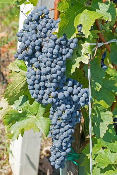 Uvas penduradas de uma videira. Uvas orgânicas no Outono. Vinhedos em um dia ensolarado na colheita de outono . — Fotografia de Stock