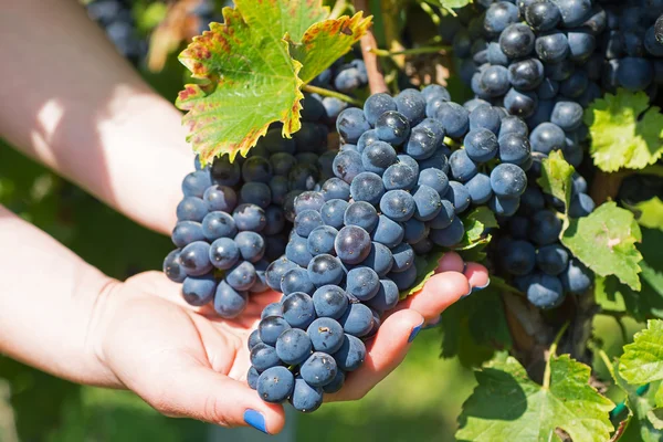 Hand Holding Fresh Red Bunch of Grapes in the Vineyard. Vinhas em Colheita de Outono . — Fotografia de Stock