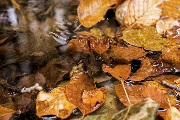 Herfstbladeren in Beek. Concept van de herfst Wallpaper. — Stockfoto