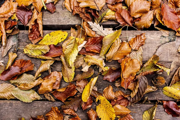 Hojas de otoño sobre fondo de madera. Concepto de otoño Fondo de pantalla . — Foto de Stock