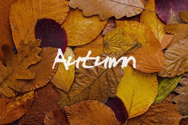 Renkli arka plan yaprak. Sonbahar konsepti duvar kağıdı.