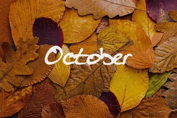 Осенние листья цветного фона. Октябрь Концепция Обои . — стоковое фото