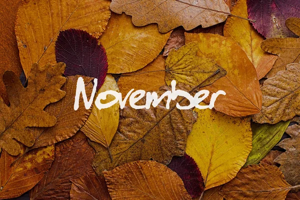 Осенние листья цветного фона. Ноябрь Концепция обоев . — стоковое фото