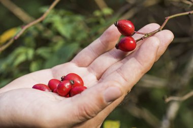 Rose Hips dalı el ile. Köpek güller yeşil zemin üzerine.