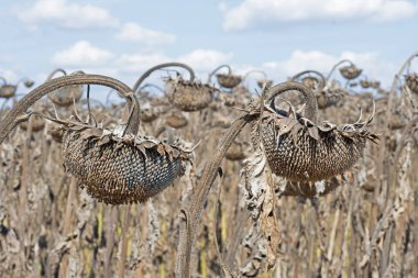 Withered Sunflowers in the Autumn Field Against Blue Sky. Ripened Dry Sunflowers Ready for Harvesting. clipart
