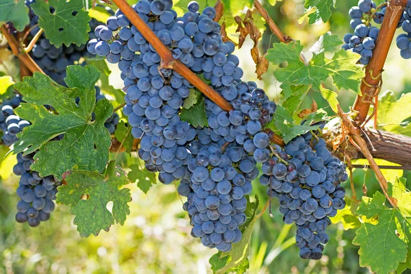 Uvas Orgânicas no Outono. Uvas maduras penduradas de uma videira. Vinhedos ao pôr do sol na colheita de outono . — Fotografia de Stock