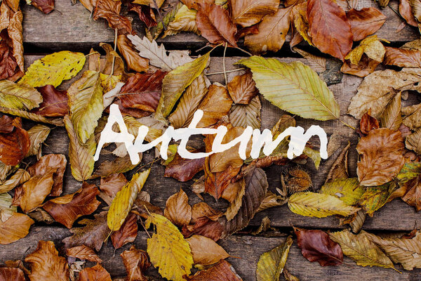 Autumn Leaves on Wooden Background. Autumn Concept Wallpaper.