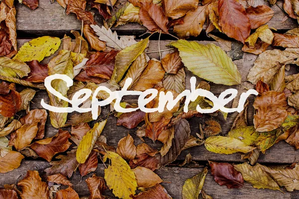 Autumn Leaves op houten achtergrond. September Concept Wallpaper. — Stockfoto