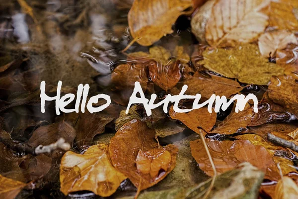 Осенние листья в Бруке. Hello Autumn Обои . — стоковое фото