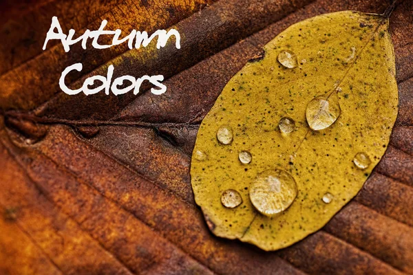 Herfstbladeren met regen druppels. Herfst kleuren Concept Wallpaper. — Stockfoto