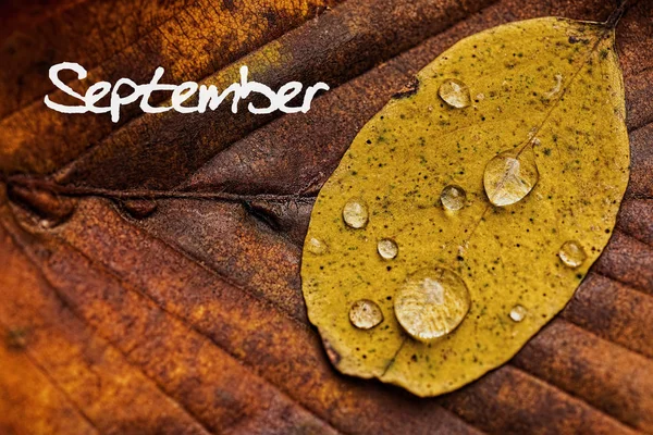 Autumn Leaves With Rain Droplets. September Concept Wallpaper. — Stock Photo, Image