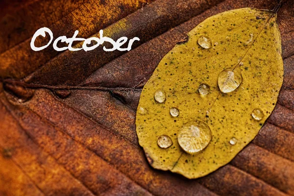 Autumn Leaves With Rain Droplets. October Concept Wallpaper. — Stock Photo, Image