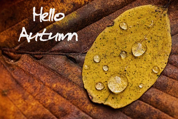 Folhas de outono com gotas de chuva. Olá Autumn Concept Wallpaper . — Fotografia de Stock