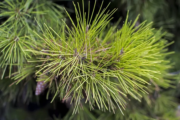 Pine Needles Close Up — Stock Photo, Image