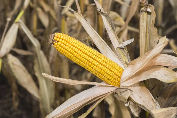 Kukorica a Cob területén. Az őszi betakarítás előtt kukorica fül. Mezőgazdasági koncepció. — Stock Fotó