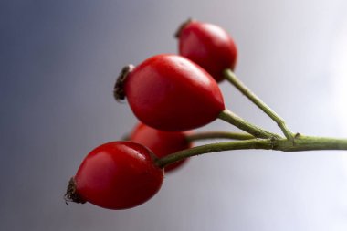 Rose Hips dalı kapatın. Köpek gül koyu arka plan üzerinde.