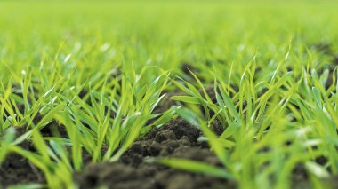 Young Wheat Sprouts Growing in the Field Close Up clipart