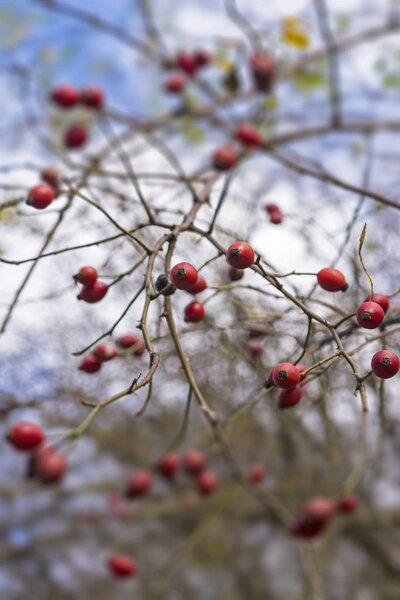 Rose Hips on Branch Selective Focus. Dog Roses on Sky Background