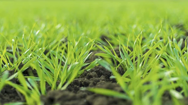 Young Wheat Sprouts Growing in the Field Close Up — Stock Photo, Image